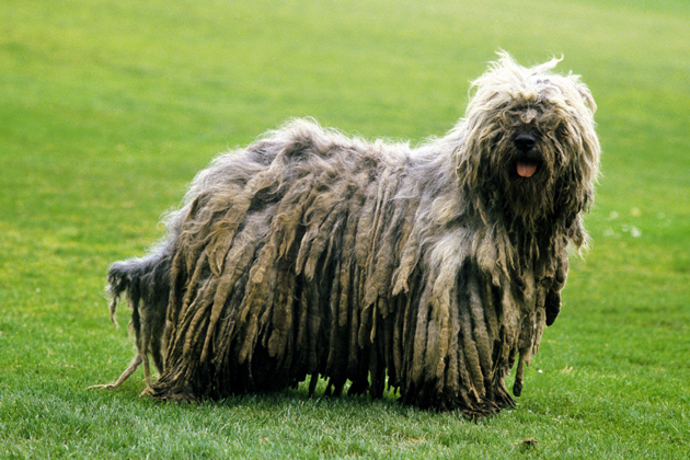 14 Dog Breeds You've Never Heard Of (but Will Soon)
